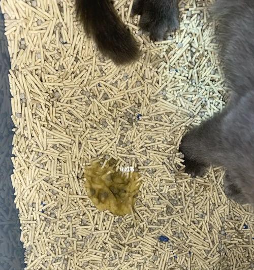 猫咪吐毛球是什么样的?如何判断和处理?