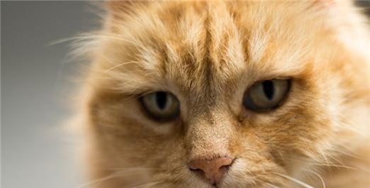 猫咪吐舌喘气呼吸急促是怎么回事?如何处理?