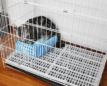 猫咪晚上睡笼子有哪些危害?如何改善?
