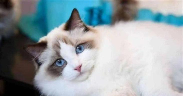 猫咪网站是什么?多少钱可以建立一个?
