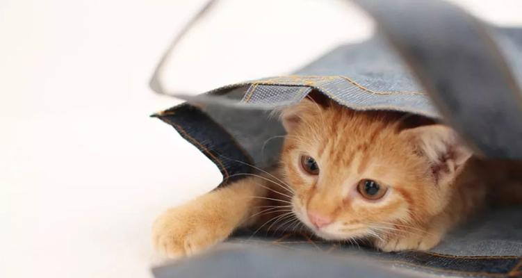猫咪显得焦虑的原因是什么?如何缓解它们的焦虑情绪?