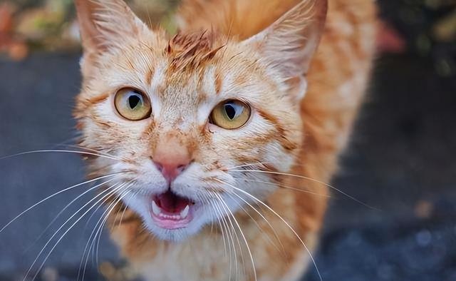 猫咪一直喵喵叫是什么原因?如何安抚它们?