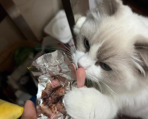 猫咪误食塑料后应如何处理?需要服用什么药物?