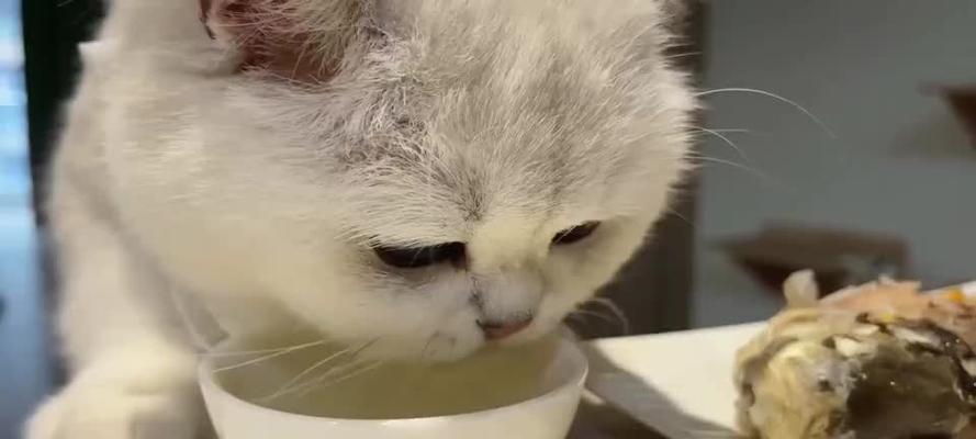 猫咪夏天食欲不振怎么办?如何让猫咪爱吃鱼?