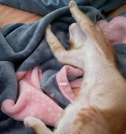 猫咪小时候咬人是为什么?如何正确引导?