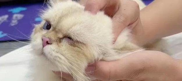 猫咪眼睛分泌物多怎么办?如何清理和预防?