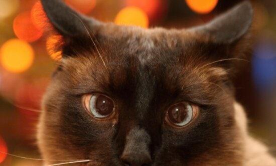 猫咪眼睛里有毛怎么办?如何安全去除?