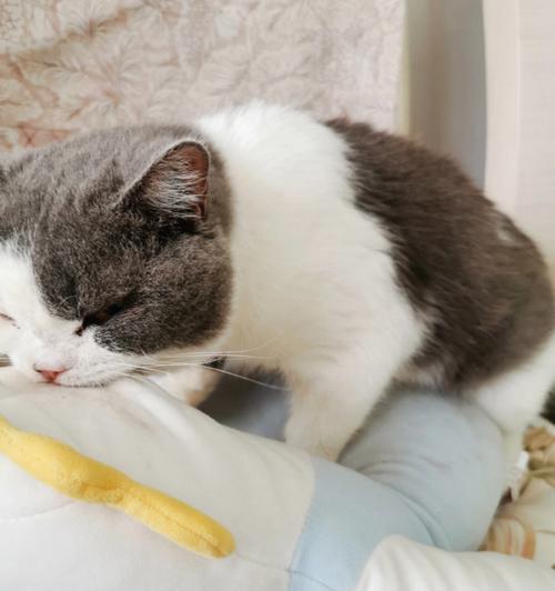 猫咪呼噜踩奶是什么意思?常见原因有哪些?