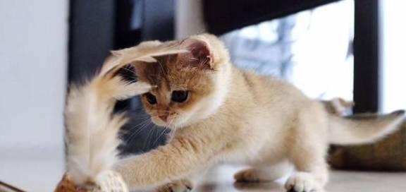 猫咪只吃猫粮营养够吗？如何确保猫咪饮食均衡？