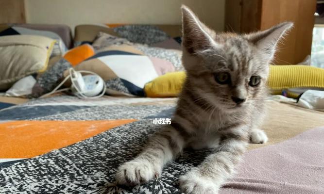 猫咪在家都做些什么?如何确保它们安全愉快?
