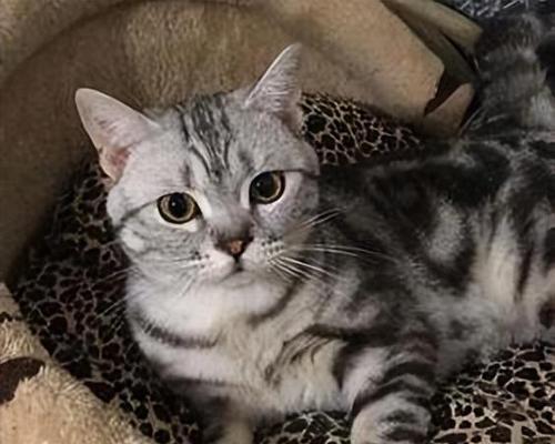 美国短毛猫呕吐怎么办?如何快速识别并处理?