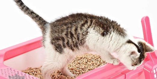 母猫为什么要把小猫叼进猫砂盆?这样做有什么意义?