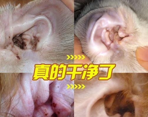 狗狗耳朵毛发怎么清洗?步骤和注意事项是什么?