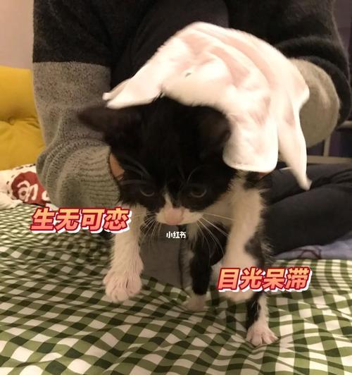 如何训练猫咪使用厕所?需要多长时间猫咪才能学会?