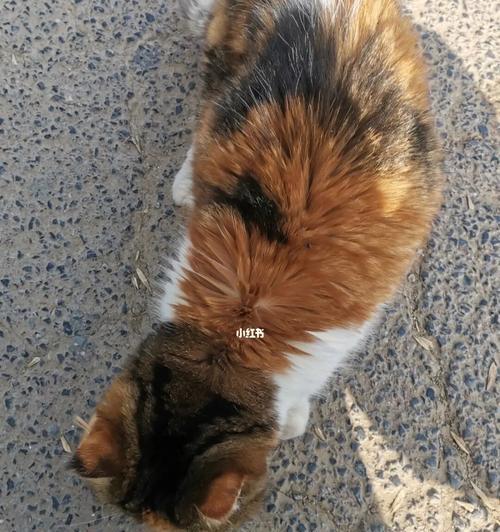 三个月大的小猫走丢了怎么办?如何快速找回?