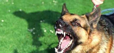 三个月小狗会携带狂犬病吗?如何预防和检测?