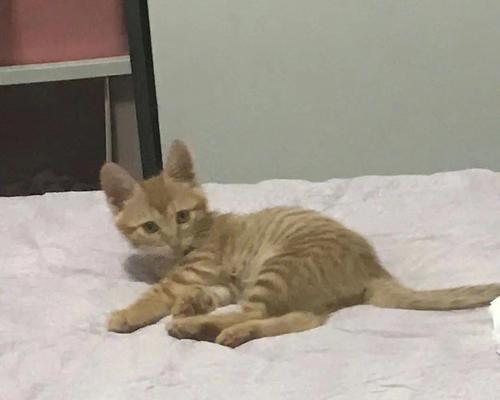 三个月小猫早上一直叫怎么办？常见原因及解决方法是什么？