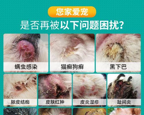 十几天的小狗真菌感染怎么办?如何预防和治疗?