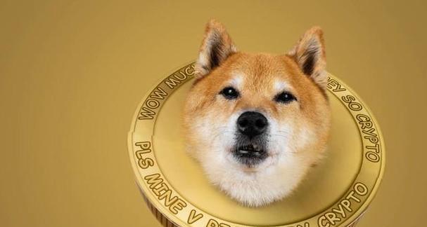 狗狗的最佳训练时间是什么时候?训练狗狗有哪些常见问题?