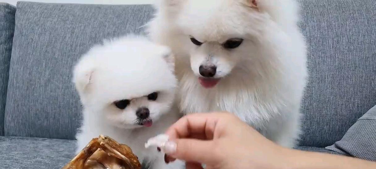 四个月大的博美每天应该吃多少狗粮?常见喂食问题解答