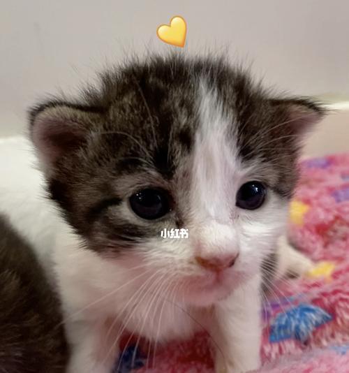 四个月大的猫咪喂食量是多少？如何科学喂养？