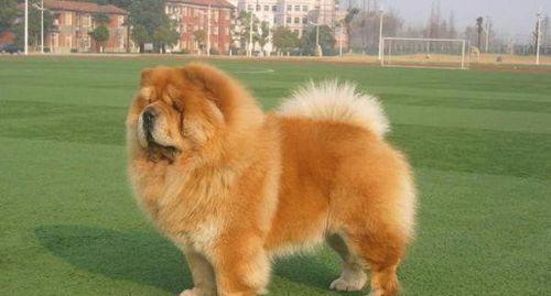 松狮犬眼睛手术需要多少钱?手术后多久能恢复?