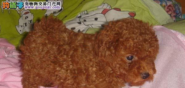 泰迪公犬买一只多少钱？购买时需要注意哪些事项？