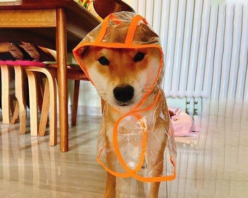 泰迪狗狗头上长了个包怎么办?可能的原因和处理方法是什么?
