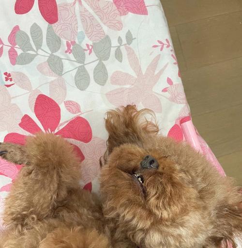 泰迪幼犬胃肠炎怎么办？如何快速有效治疗？