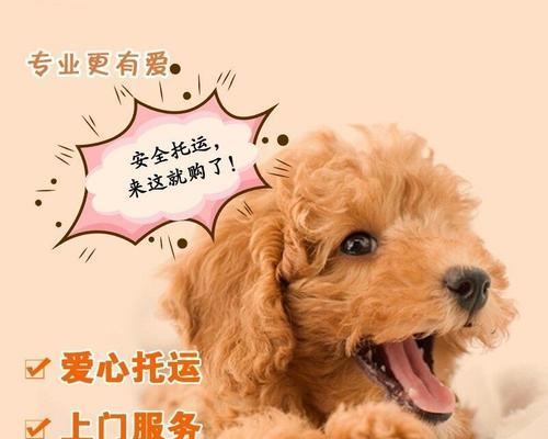 托运狗狗需要注意什么？如何确保宠物安全舒适？