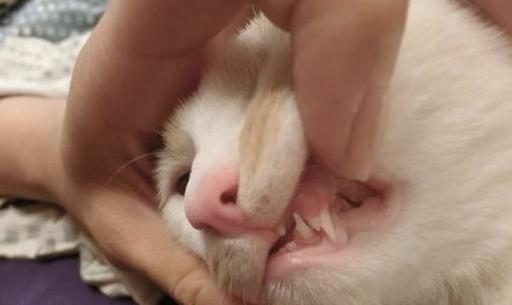 五个月大的猫咪牙掉了怎么办？如何处理幼猫牙齿脱落问题？