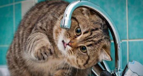 夏天给猫咪洗澡应该注意什么？有哪些常见问题需要避免？