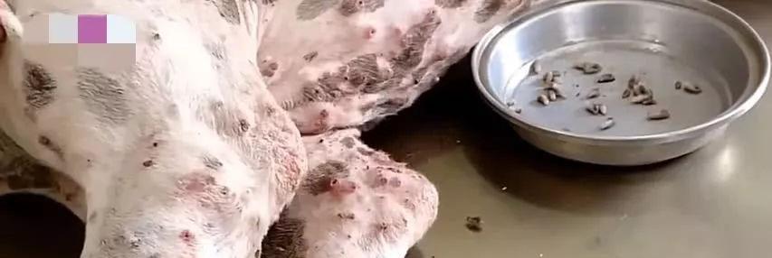 小狗半夜拉屎拉出虫子怎么办？常见原因和处理方法是什么？