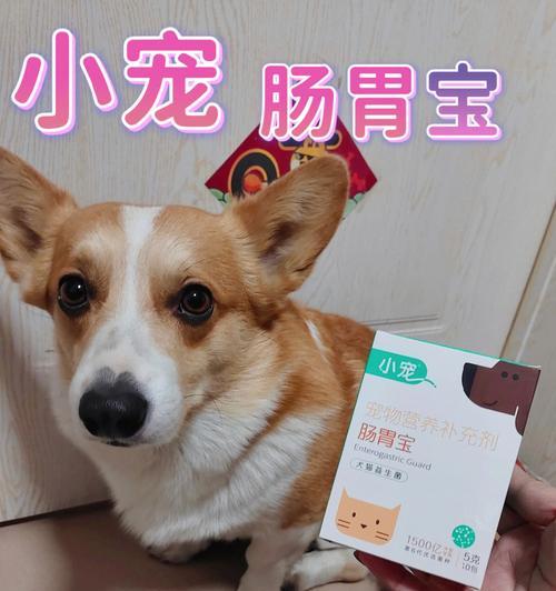 小狗肠胃不适应该吃什么药?如何选择合适的治疗方案?