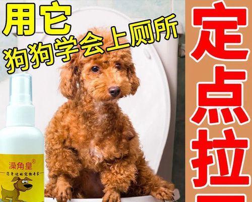 小狗大便后出血怎么办?如何快速识别并处理?