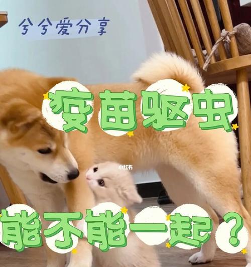 小狗第一针疫苗防什么？接种疫苗的必要性和常见问题解答