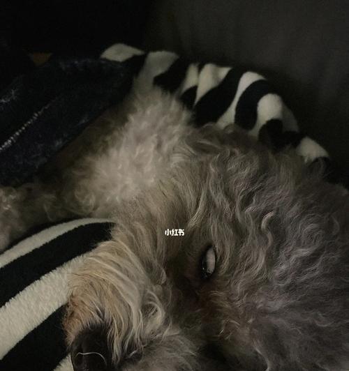 小狗睡觉的时候翻白眼?是否需要担心?