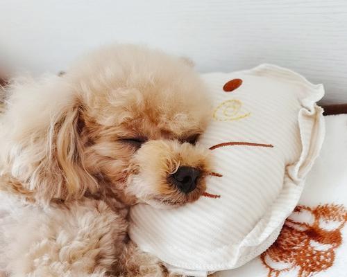 小狗晚上睡觉需要关灯吗?对它们的睡眠有何影响?