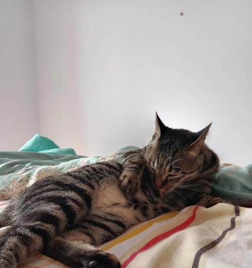 小狗细小会传染小猫吗？如何预防和处理？