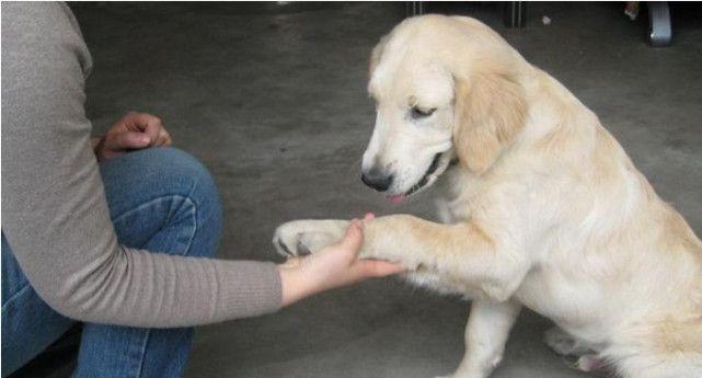 小狗咬人会传染狂犬病吗？如何预防和处理？