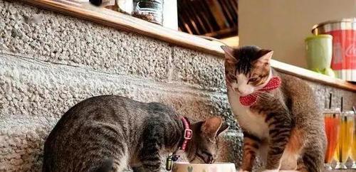 小猫不吃食会导致什么后果?如何解决小猫拒食问题?