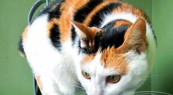 小猫不可以吃什么食物?宠物主人必须知道的饮食禁忌有哪些?
