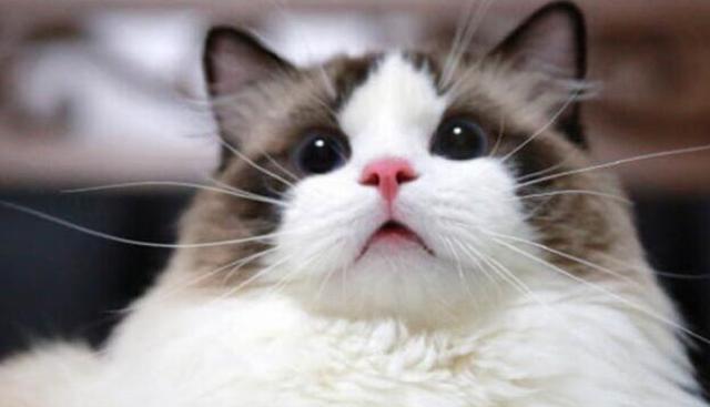 小猫吃完打嗝是为什么?如何解决?