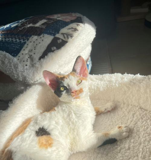 小猫出生后晒太阳的必要性?晒太阳对小猫有哪些好处?