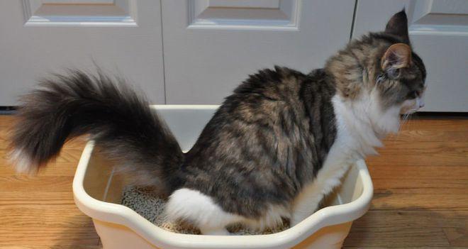 小猫第一次用猫砂便便遇到问题怎么办?