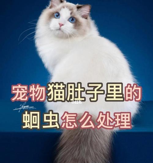 小猫肚子上长的是什么？可能是哪些健康问题的信号？
