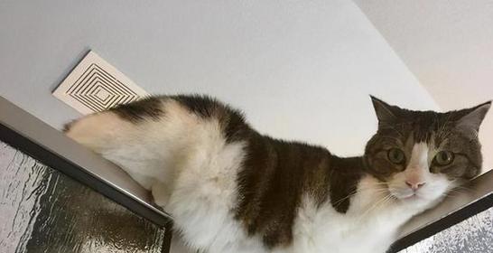小猫多大可以进行飞机托运?托运前需要准备什么?