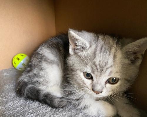 小猫刚回家害怕怎么办?如何快速适应新环境?