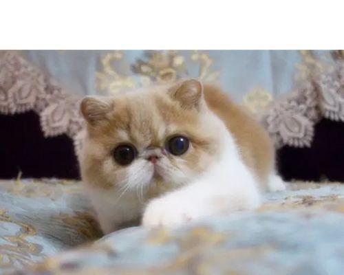 小猫回家后不停叫唤？如何安抚它的焦虑？