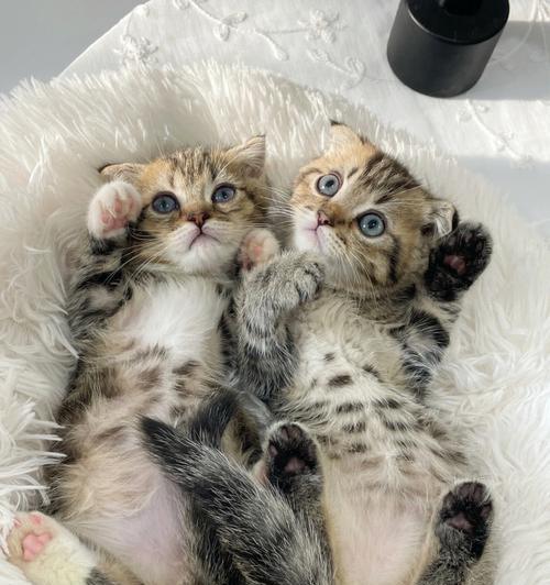 小猫几个月开始和主人亲近?如何促进与宠物的关系?